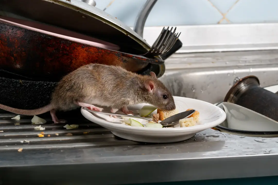 rodent rat rodent pest control idaho falls gem state pest solutions