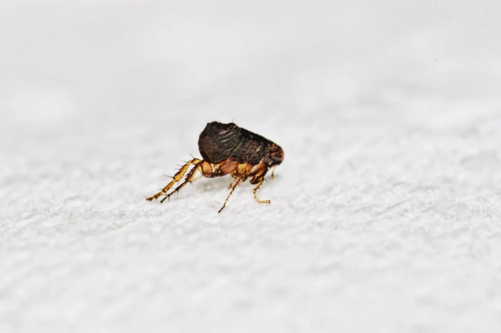 Tips to get rid of fleas in your home from Gem State Pest Solutions in Idaho Falls