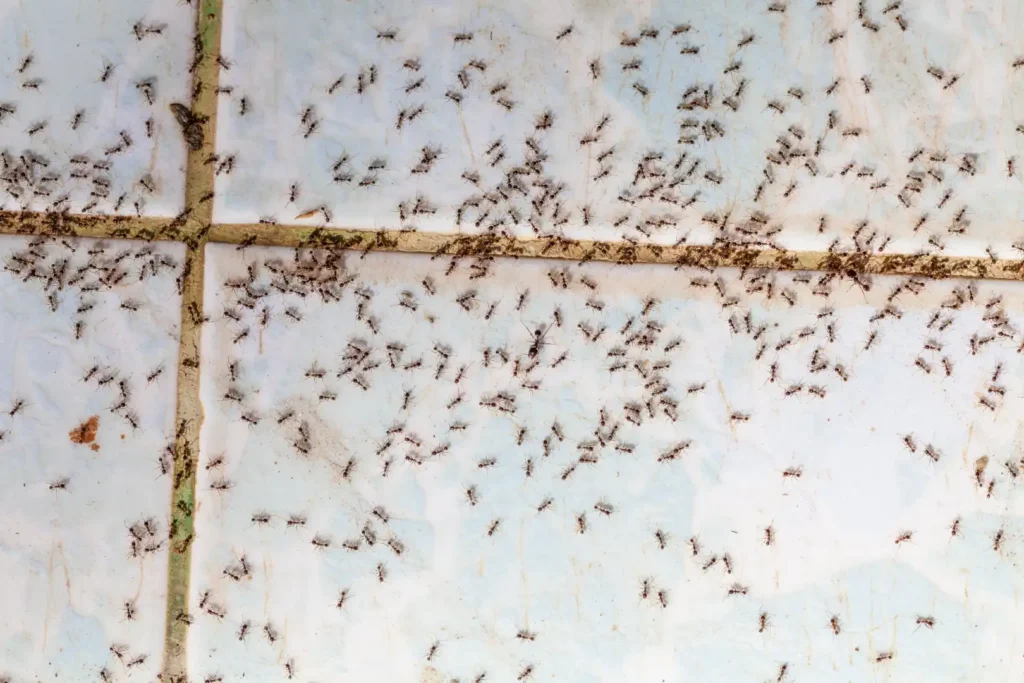 get ride of ants safely ant control ants pest removal idaho falls gem state pest solutions