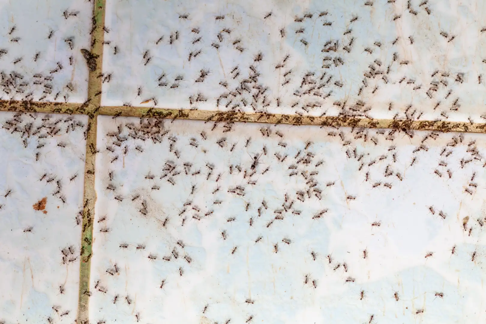 ant control ants pest removal idaho falls gem state pest solutions