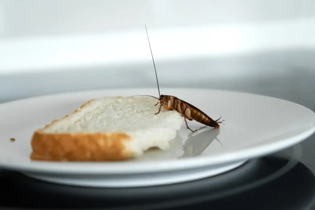 When to call an exterminator Take Care of Pests Quickly cockroach pest control pest removal idaho falls gem state pest solutions