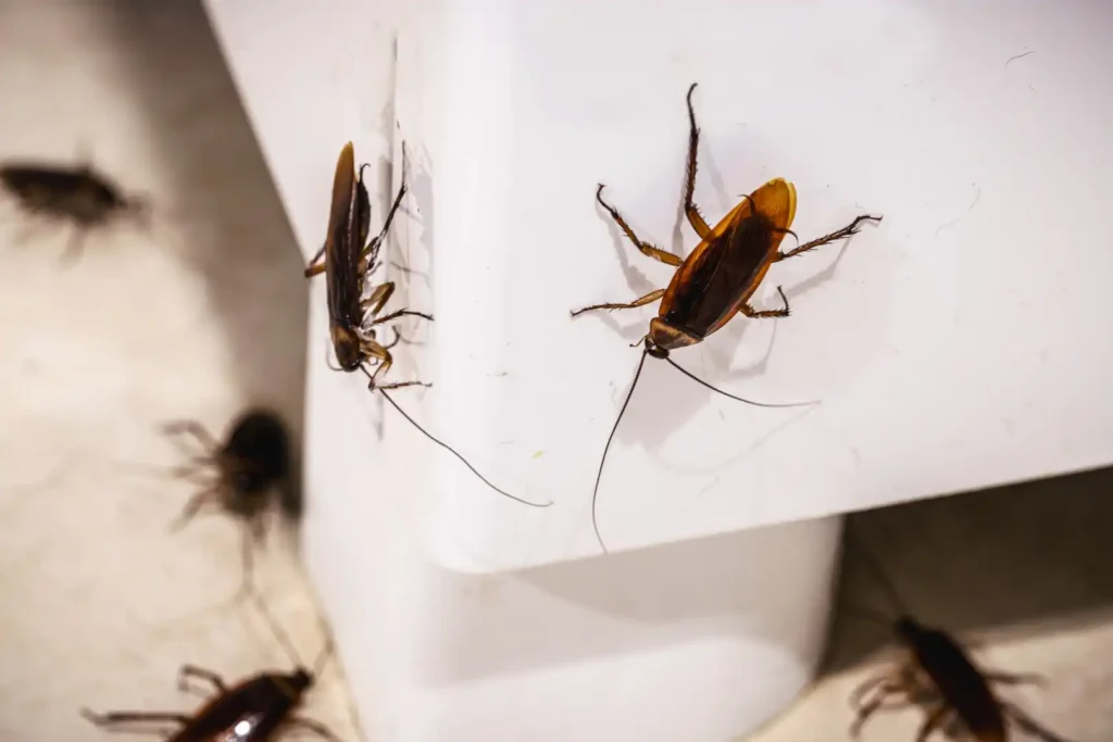 cockroach pest control get rid of bugs pest removal idaho falls gem state pest solutions