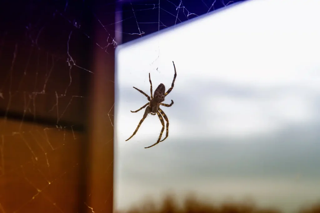 Fall Pest Control: A Homeowner's Complete Checklist Spider Exterminator spider pest control pest removal idaho falls gem state pest solutions