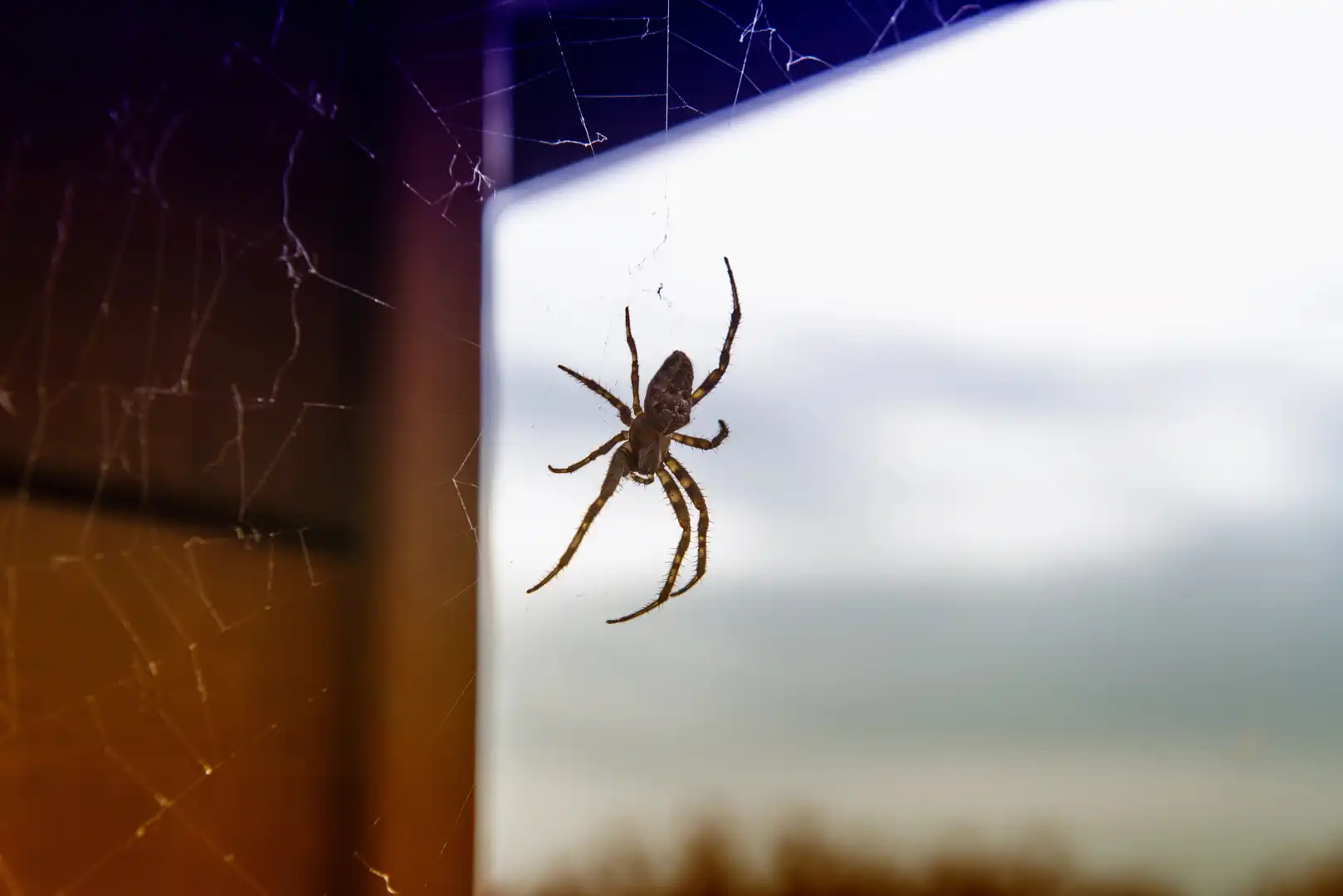 When to Call a Spider Exterminator: 3 Warning Signs When to Call a Spider Exterminator: 3 Warning Signs