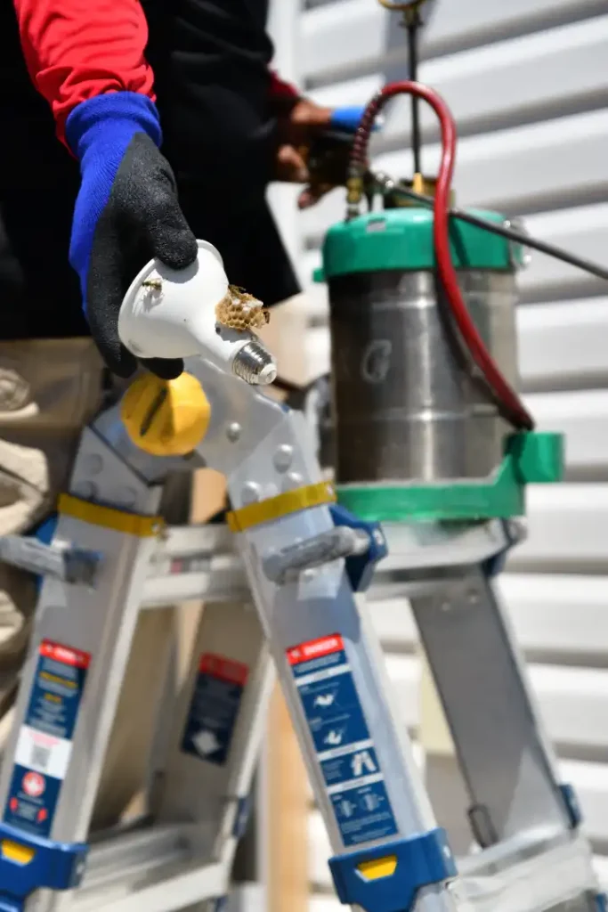 Professional exterminator inspection pest control process hornet nest pest control inspection rexburg gem state pest solutions