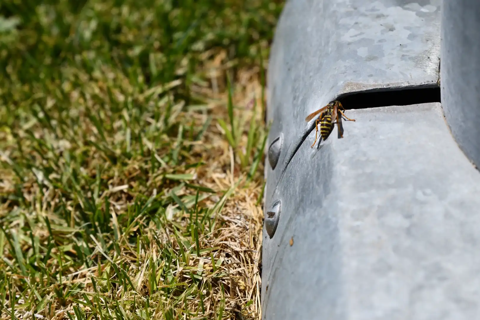 Wasp control and stinging pest treatment from Gem State Pest Solutions